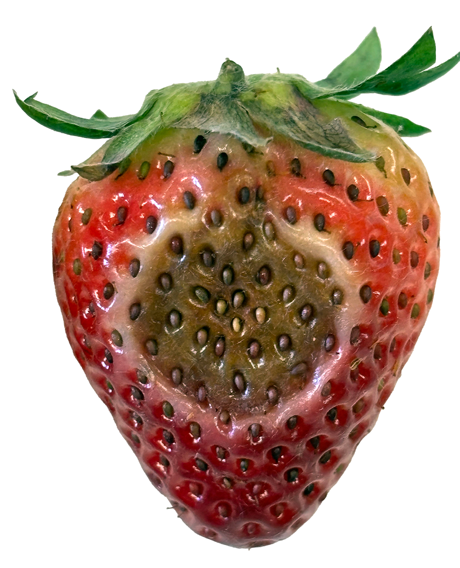 Single rotten strawberry.